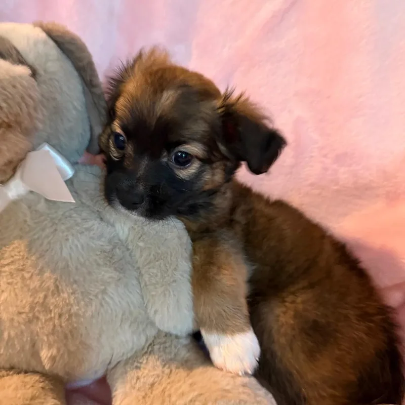 A baby small-sized female Brown / Chocolate Maltese dog named Pooh for adoption in Sacramento, CA