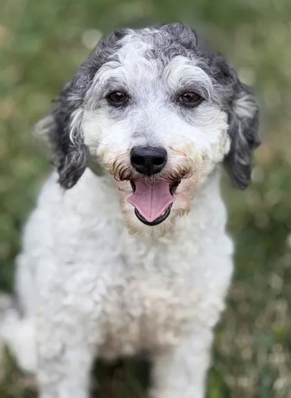 An adult small-sized female Poodle dog named Joni for adoption in Malvern, PA