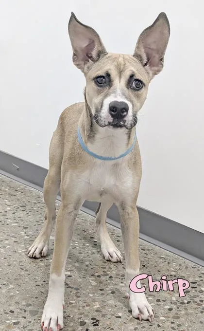 An adult medium-sized female Pit Bull Terrier dog named Chirp for adoption in Mason, MI