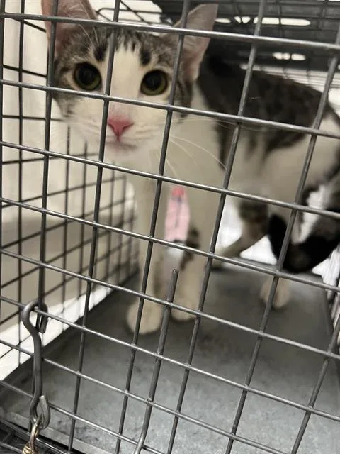 A young small-sized female Domestic Short Hair cat named Daisy for adoption in Las Vegas, NV
