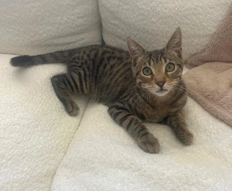 Mr Gimpy thumbnail 2