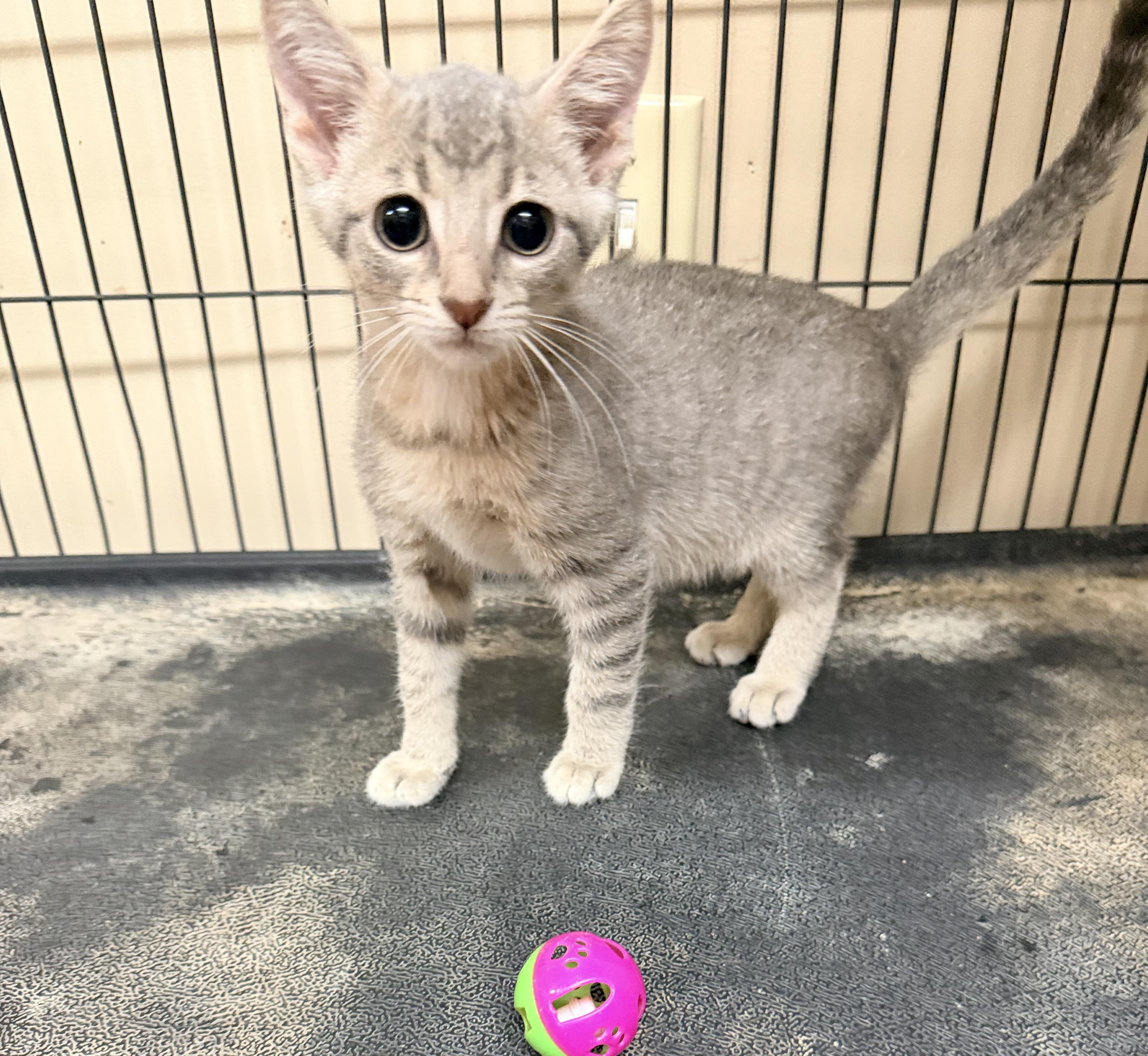 A baby medium-sized male Tabby (Gray / Blue / Silver) Domestic Short Hair cat named Walter for adoption in Logan, OH