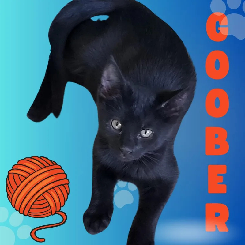 A baby small-sized male Domestic Short Hair cat named Goober for adoption in Tucson, AZ