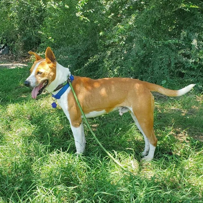 An adult large-sized male Golden Basenji dog named Frazier for adoption in Denison, TX