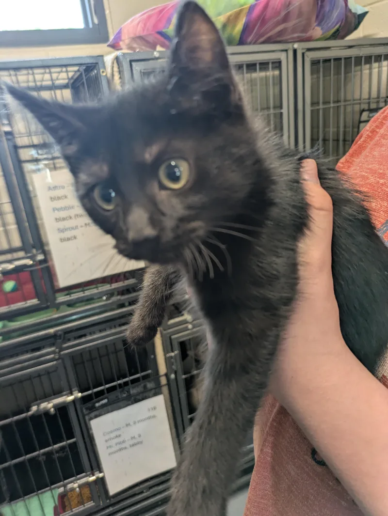 A young small-sized male Black Domestic Short Hair cat named Pebble for adoption in Bedford, VA