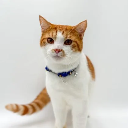 An adult large-sized male Domestic Short Hair cat named Fish Stick for adoption in Bowling Green, KY