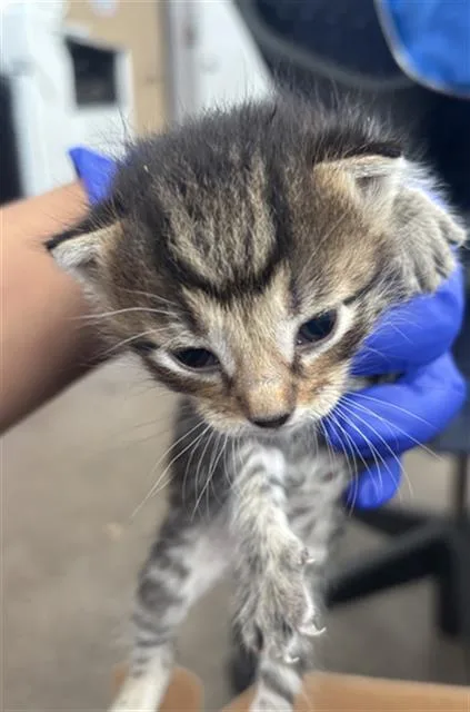 A baby medium-sized male Domestic Short Hair cat named Sage for adoption in Dallas, TX