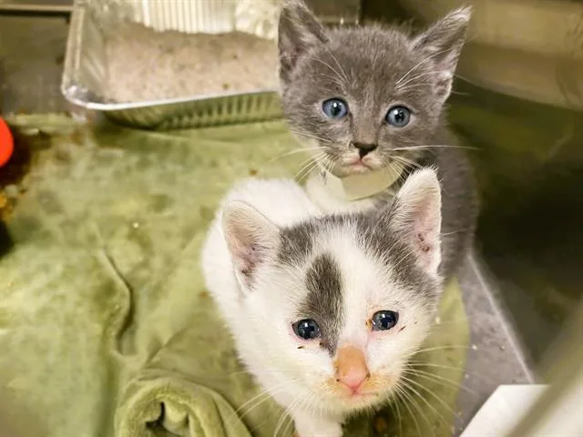 A baby small-sized male Domestic Short Hair cat named Tuxedo Sam for adoption in Tustin, CA