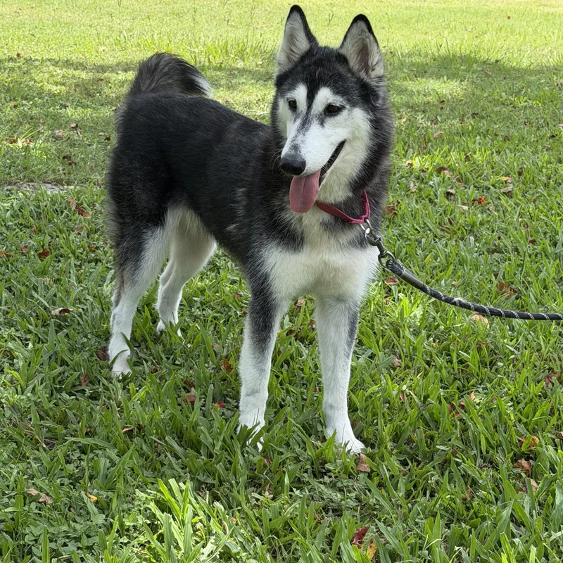 An adult medium-sized female Gray / Blue / Silver Alaskan Malamute dog named Sienna for adoption in TOMBALL, TX