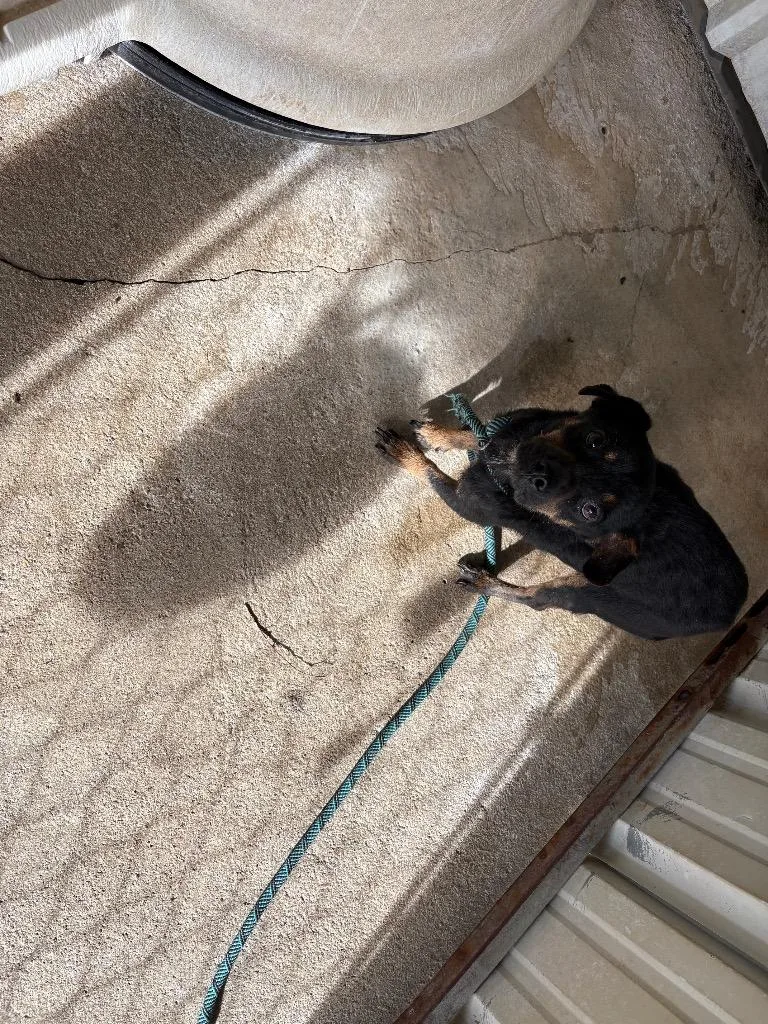 An adult small-sized male Chihuahua dog named Doc for adoption in Ada, OK