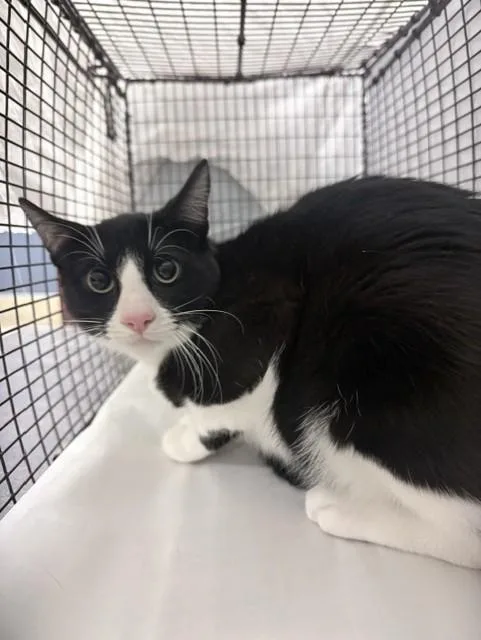 A young small-sized male Domestic Short Hair cat named Callo for adoption in Miami, FL