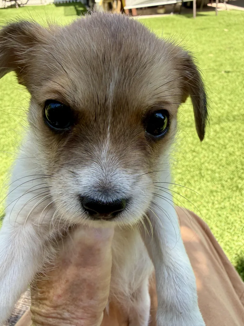 A baby small-sized female White / Cream Terrier dog named Baby Everest for adoption in Sunset Beach , CA