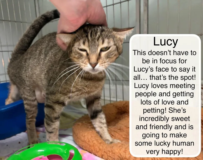 An adult medium-sized female Tabby (Brown / Chocolate) Domestic Short Hair cat named Lucy for adoption in Ellicott City, MD