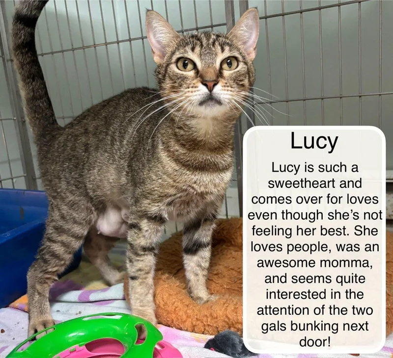 Lucy thumbnail 2