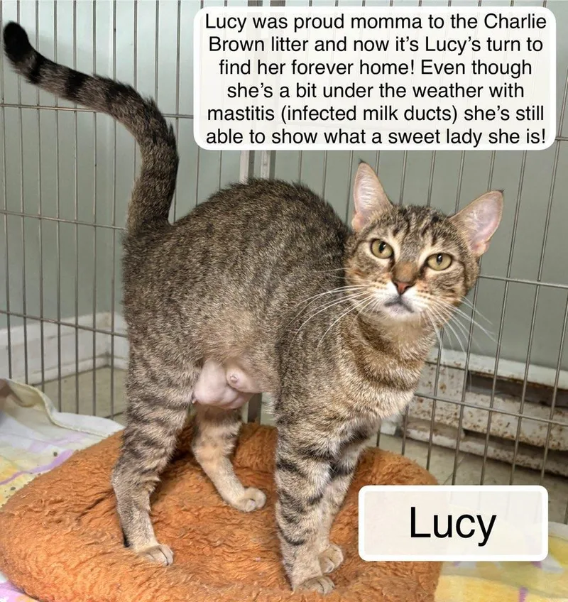 Lucy thumbnail 3