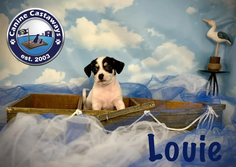 A baby small-sized male White / Cream Rat Terrier dog named Louie for adoption in Arcadia, FL