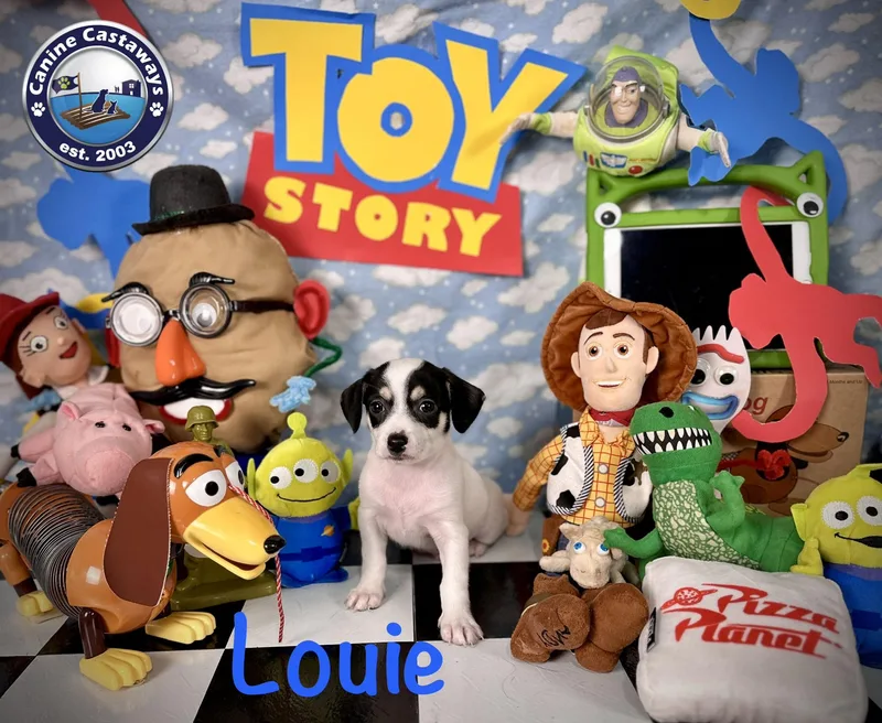 Louie thumbnail 2