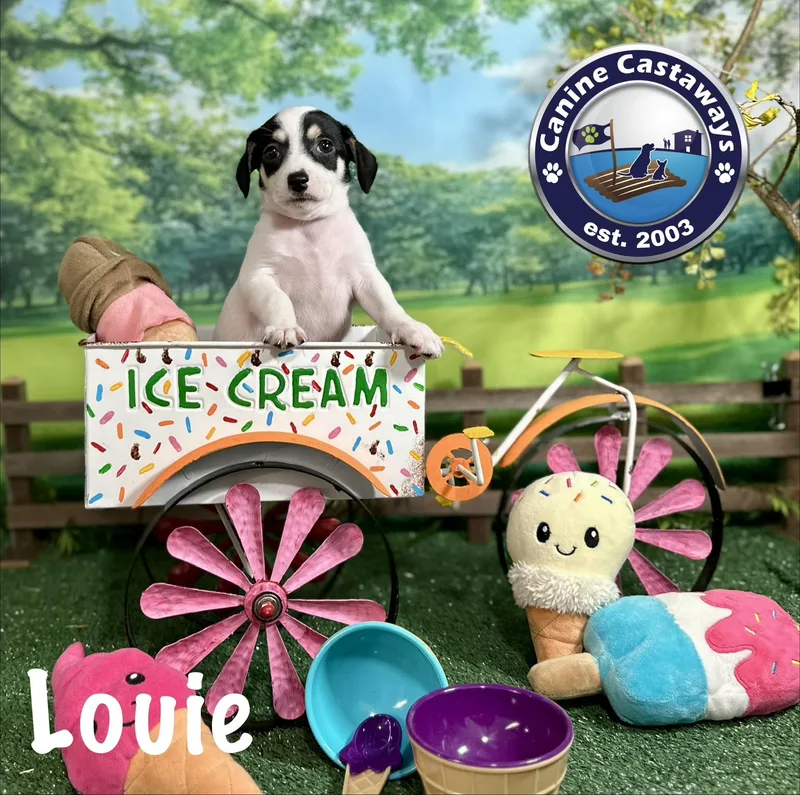Louie thumbnail 3