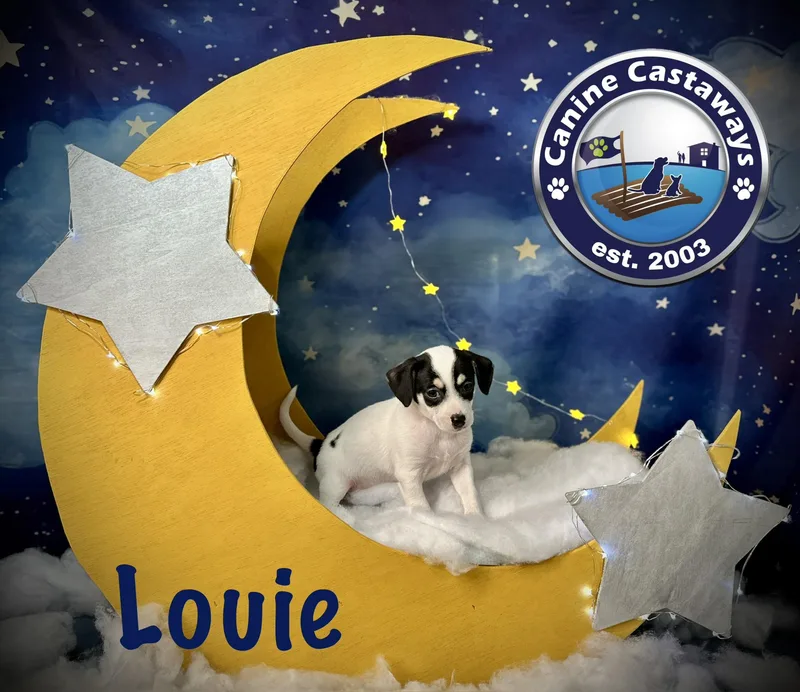 Louie thumbnail 4