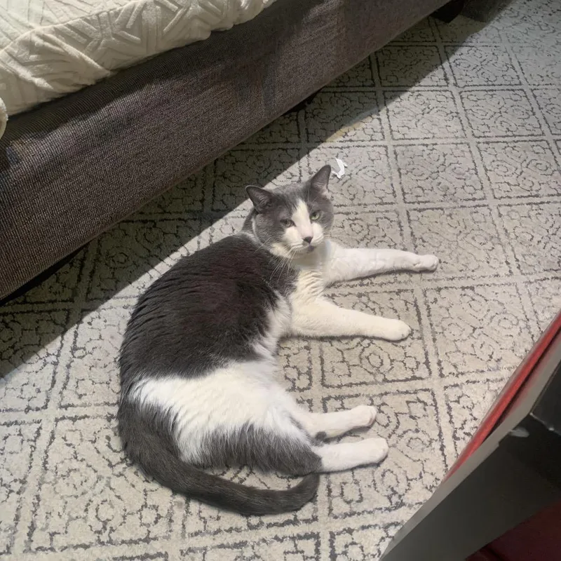 Pudding Pop thumbnail 2