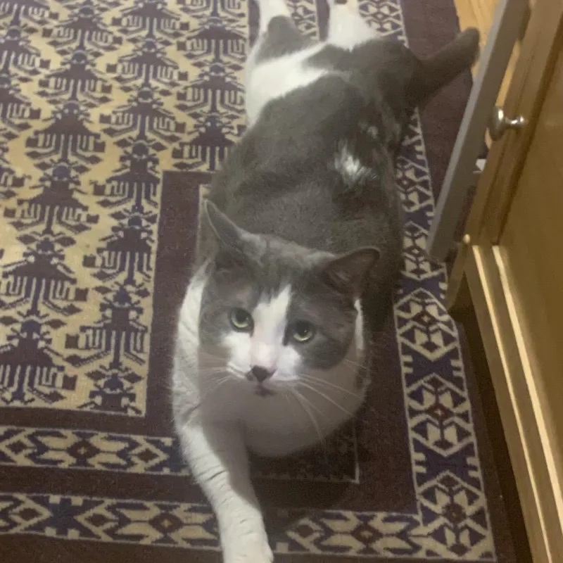 Pudding Pop thumbnail 3