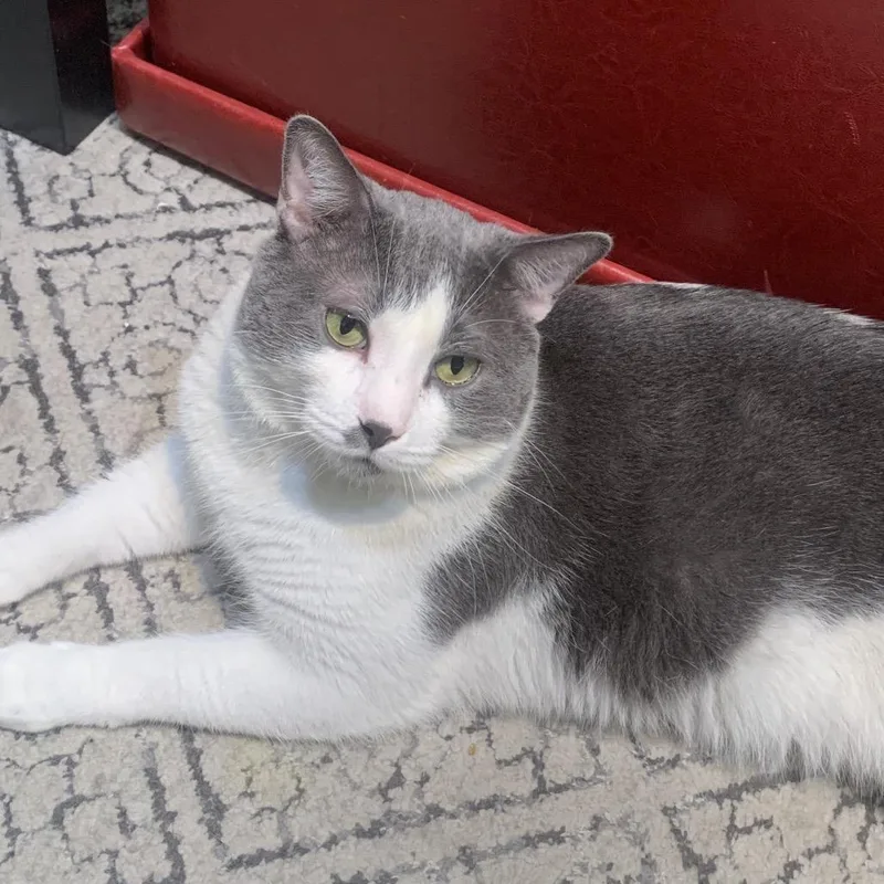 Pudding Pop thumbnail 4