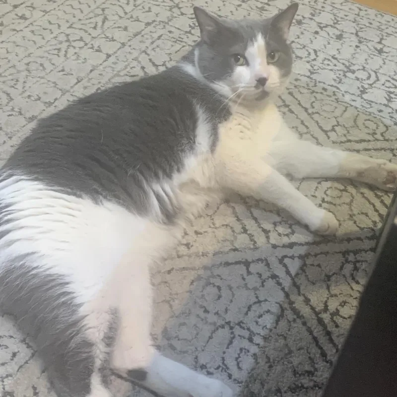 Pudding Pop thumbnail 5