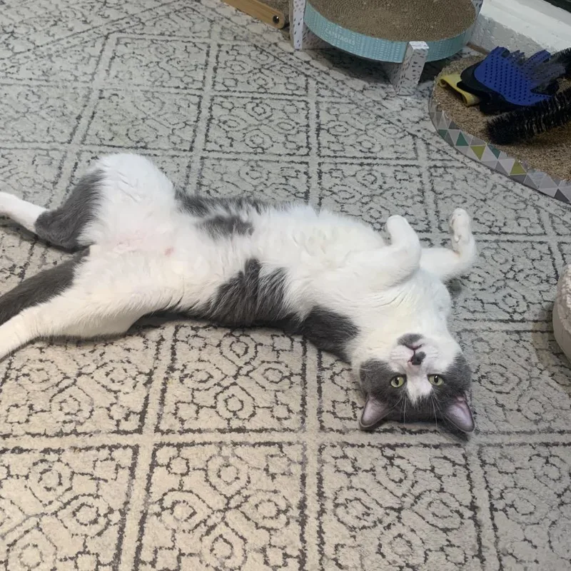 Pudding Pop thumbnail 6