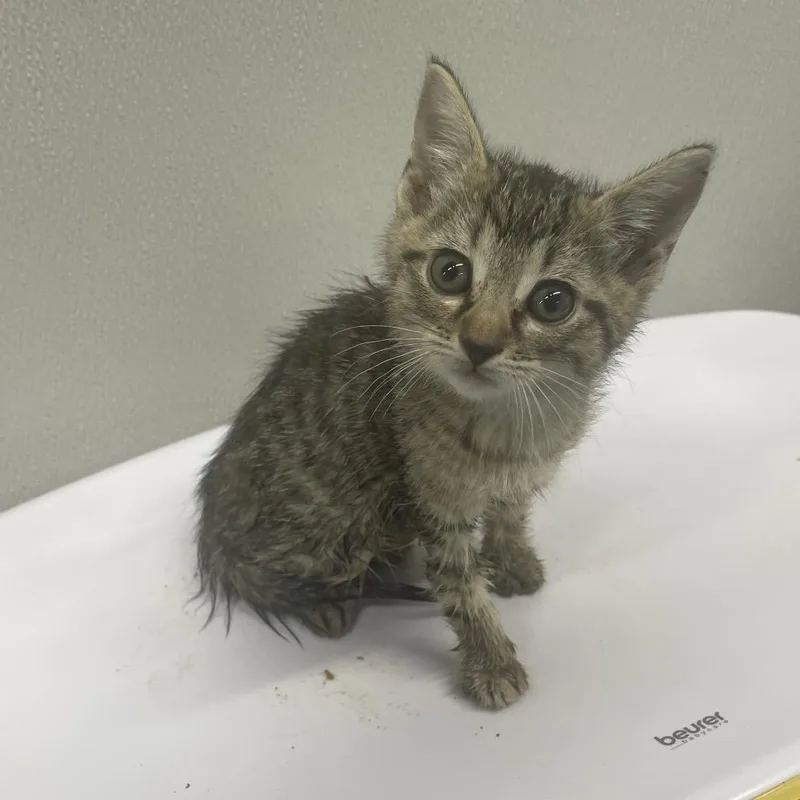 A baby small-sized male Brown / Chocolate Domestic Short Hair cat named Hulk for adoption in Tampa, FL