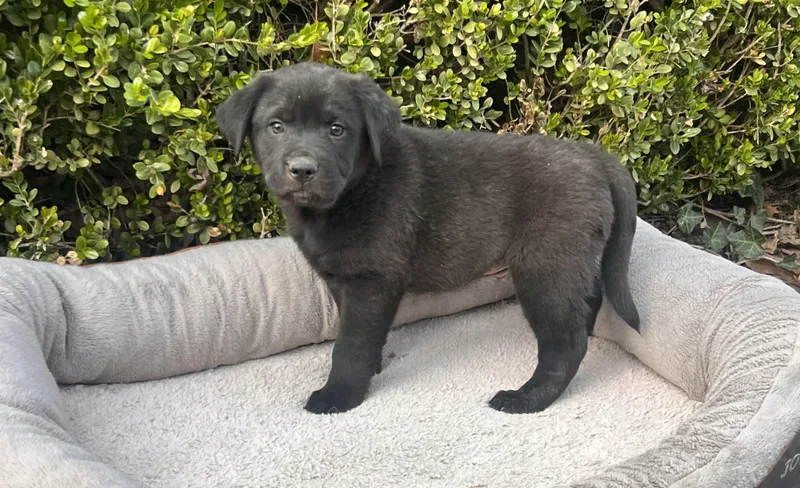 Henderson Goodheart thumbnail 2