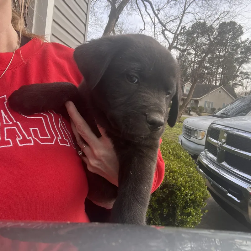 Henderson Goodheart thumbnail 3