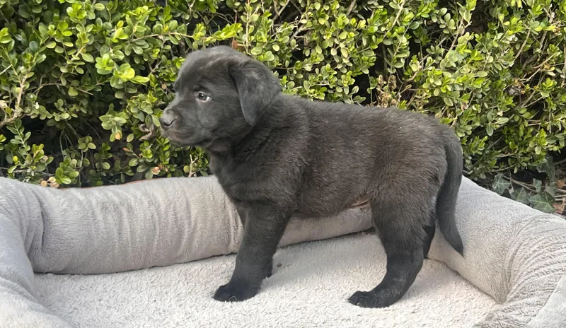 Henderson Goodheart thumbnail 4