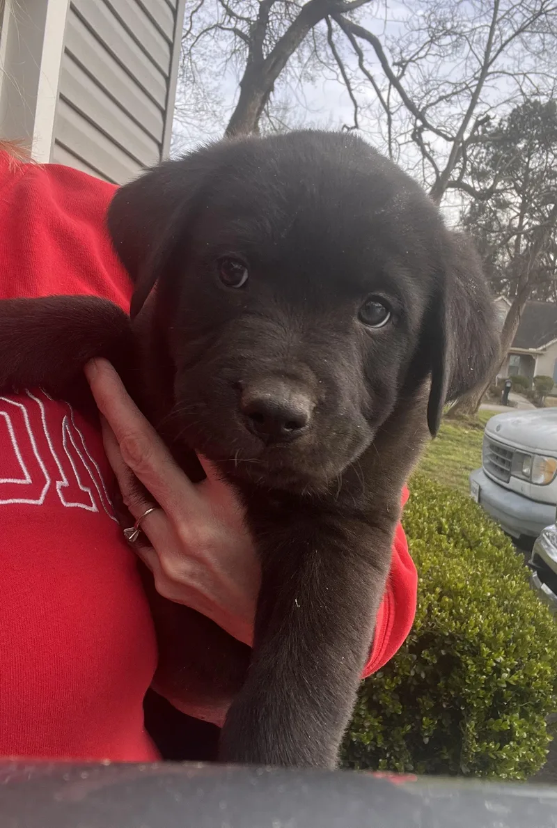 Henderson Goodheart thumbnail 5