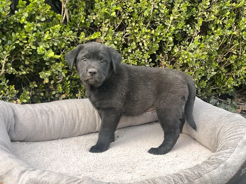 Henderson Goodheart thumbnail 6