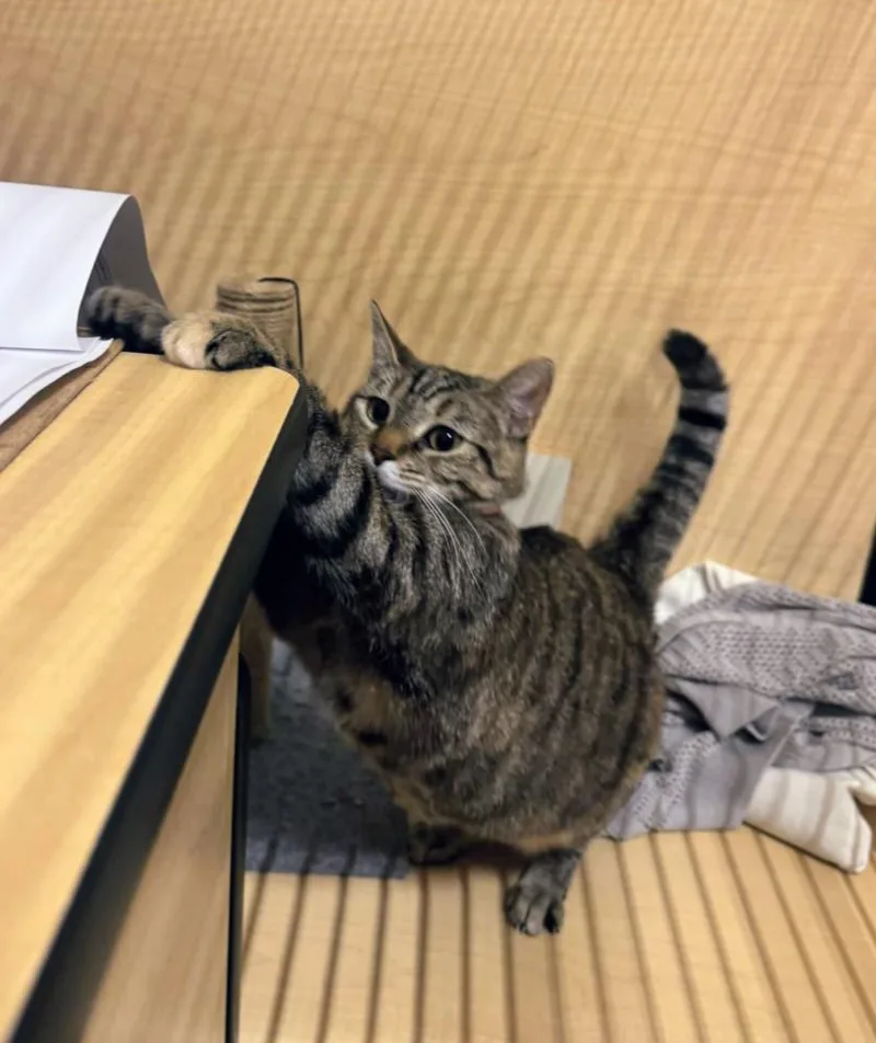An adult medium-sized female Tabby (Brown / Chocolate) Domestic Short Hair cat named Hira for adoption in Pearland, TX