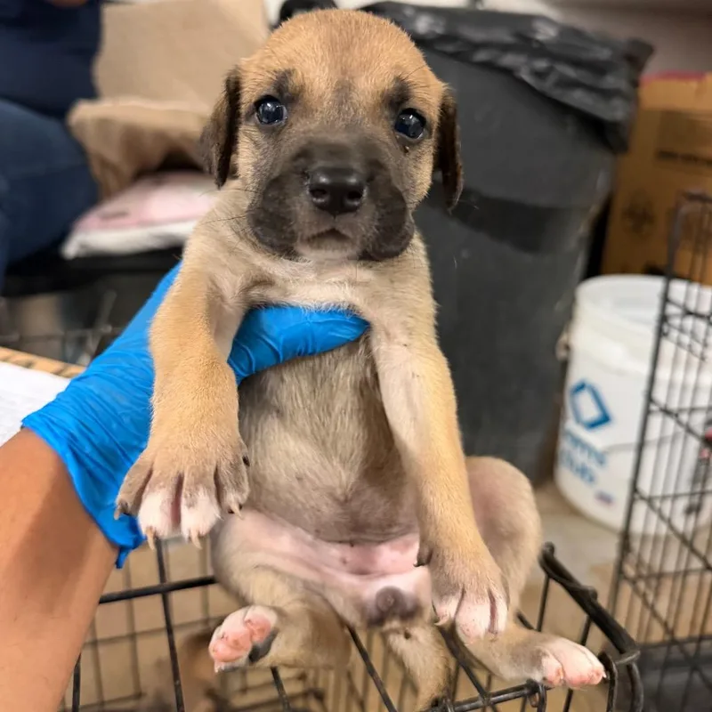 A baby medium-sized female Brown / Chocolate Shepherd dog named Gigi G for adoption in Edinburg, TX