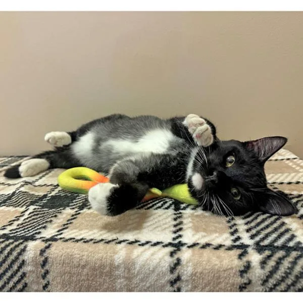 An adult large-sized male Domestic Short Hair cat named Fry for adoption in Walnut Creek, CA