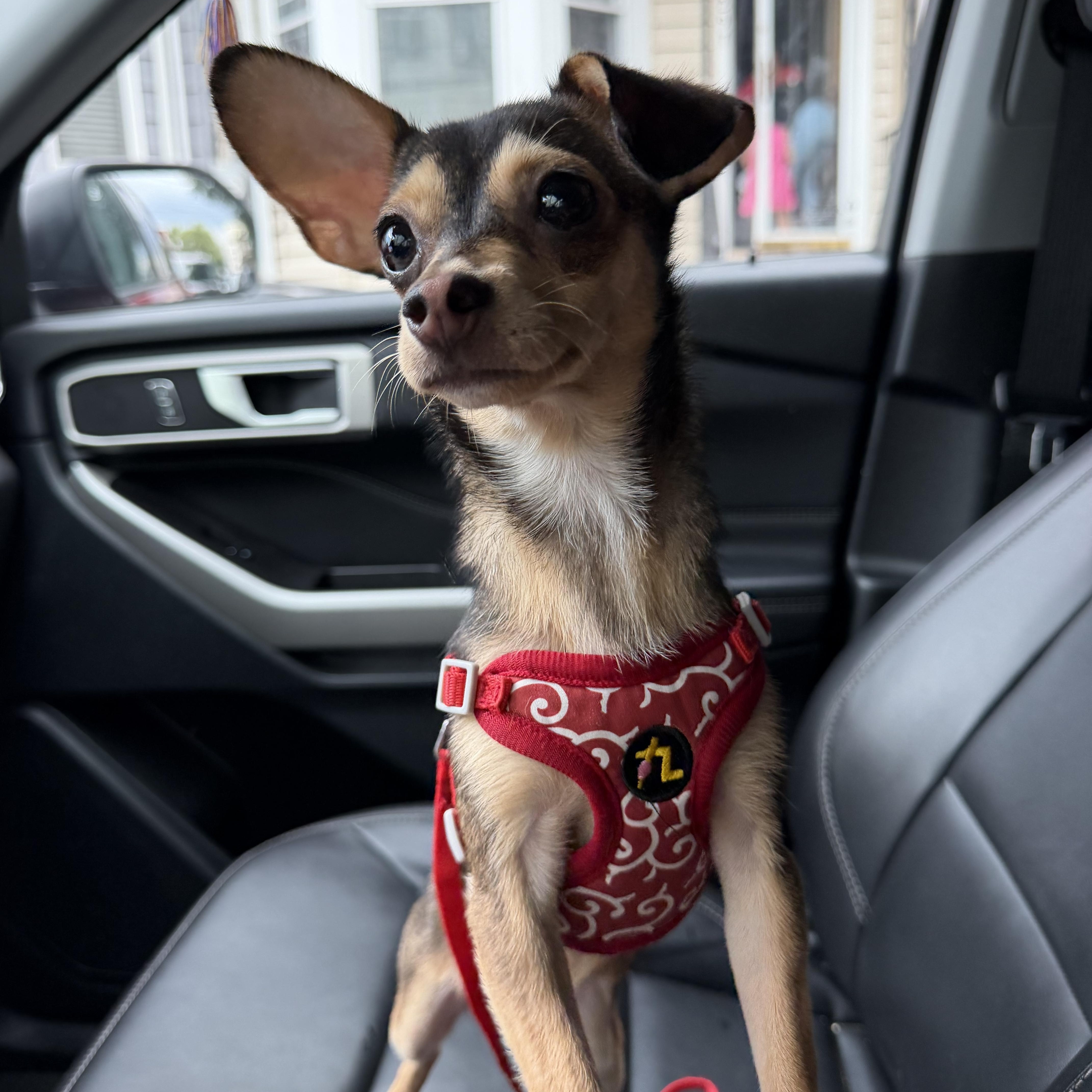 A young small-sized female Brown / Chocolate Chihuahua dog named Luna for adoption in Newark, NJ