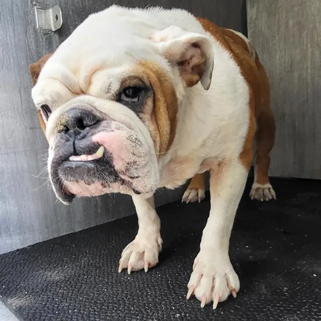 An adult medium-sized female English Bulldog dog named Clementine for adoption in San Antonio, TX