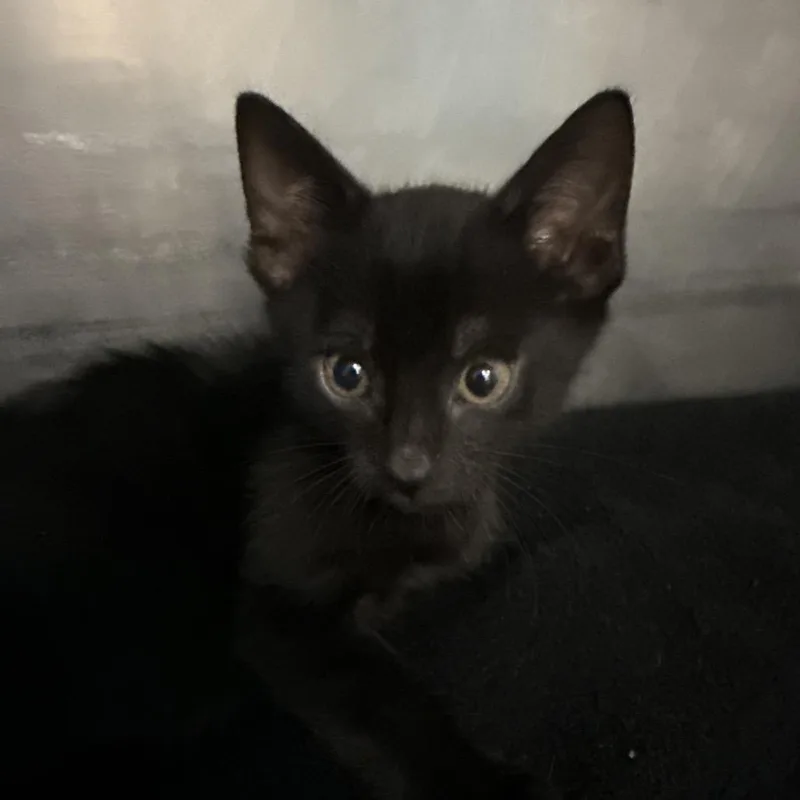 A baby small-sized male Domestic Short Hair cat named Lock for adoption in Troy, VA