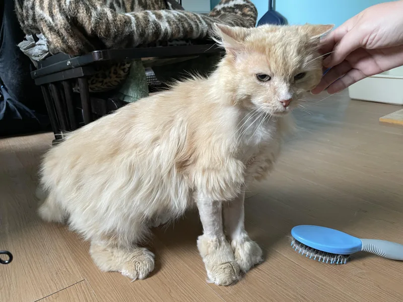 An adult large-sized male Orange / Red Domestic Long Hair cat named Nanook for adoption in Wells, ME