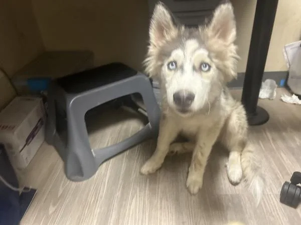 A young large-sized male Siberian Husky dog named Max for adoption in Oceanside, CA