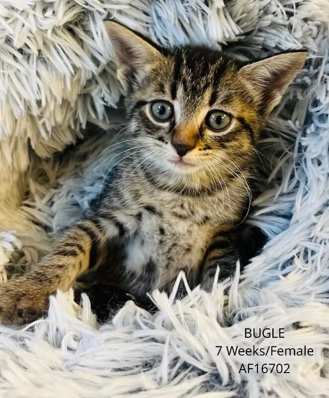 Bugle