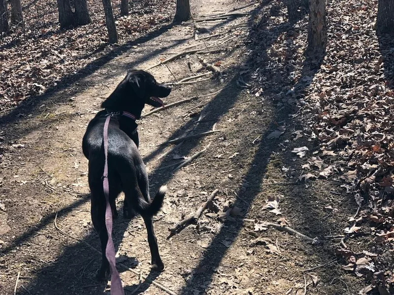 An adult medium-sized male Labrador Retriever dog named Doc Greely  Lets for adoption in Green Ridge, MO