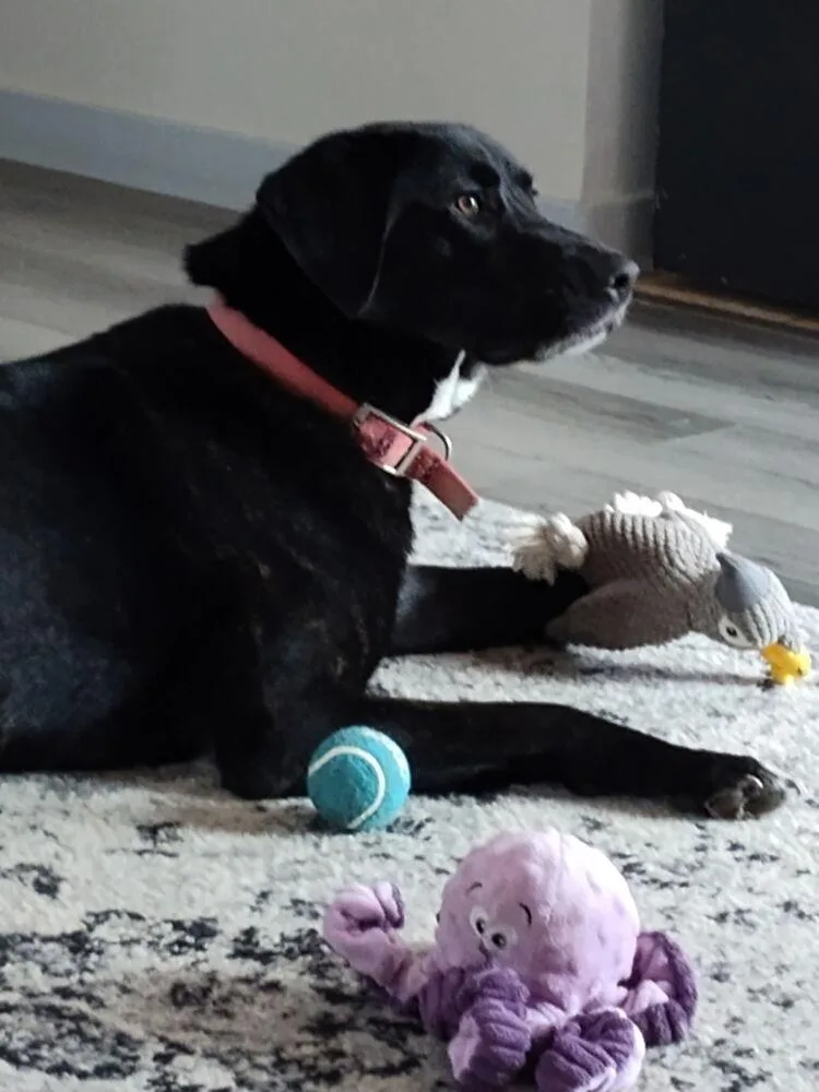 Doc Greely  Lets thumbnail 2