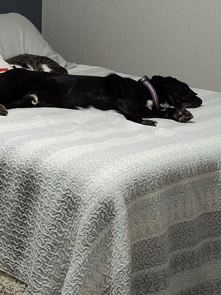 Doc Greely  Lets thumbnail 3