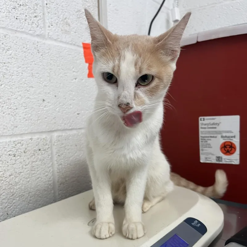 An adult medium-sized female Domestic Short Hair cat named Purina for adoption in Edinburg, TX
