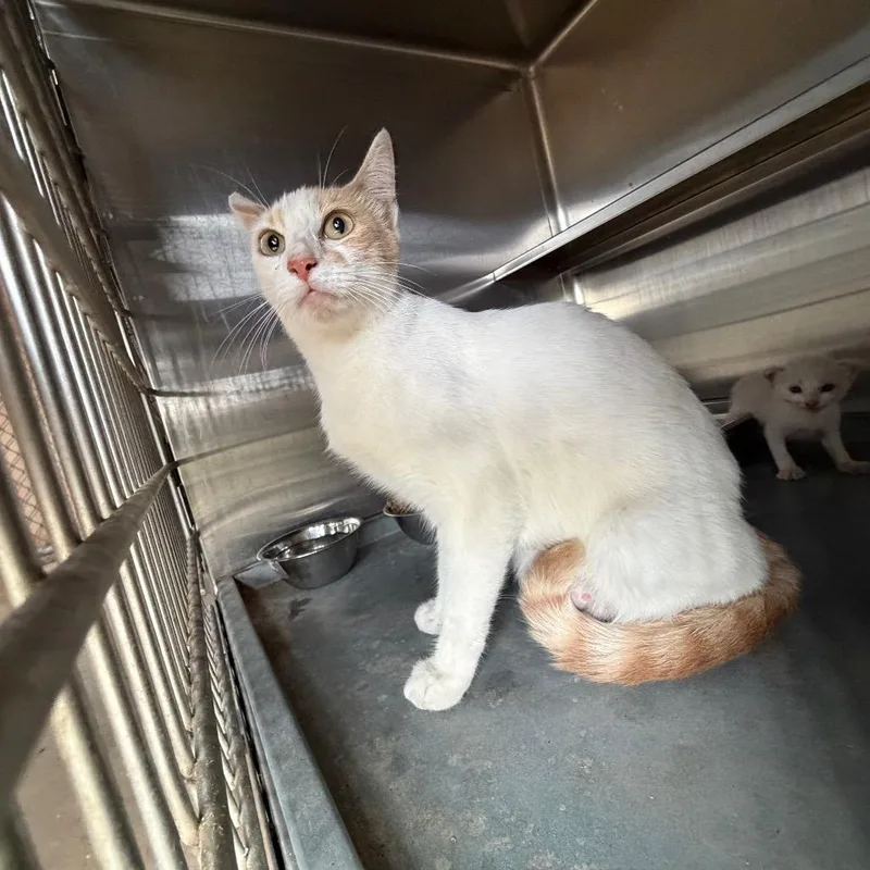 Purina thumbnail 2
