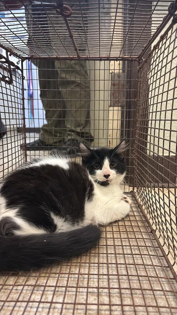 A young small-sized male Domestic Short Hair cat named Butterscotch for adoption in New Braunfels, TX