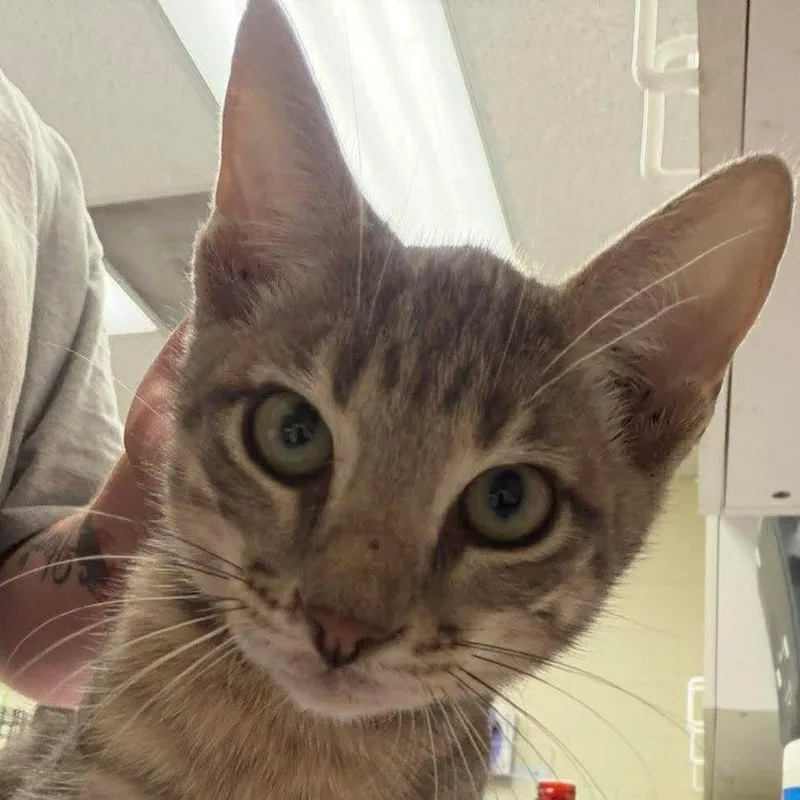 A baby small-sized male Gray / Blue / Silver Domestic Short Hair cat named Legacy for adoption in Bastrop, TX